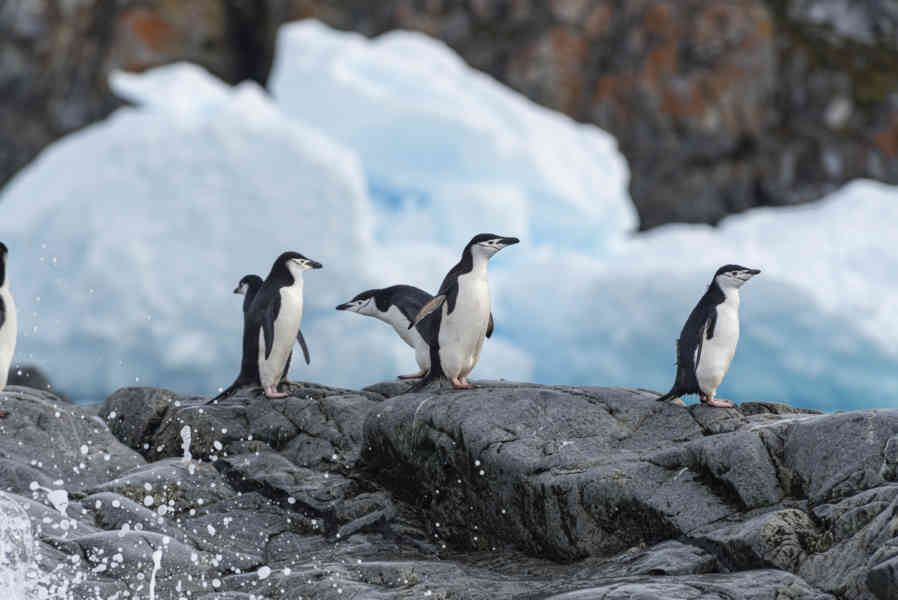 Pingüino Chinstrap - Antártida 10.jpg